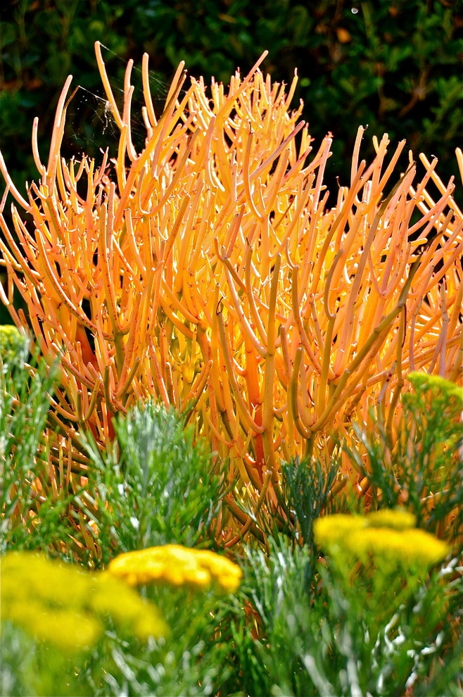 'Monte Verde', Rancho Santa Fe by Columbine Landscape, Inc. - Photo 5
