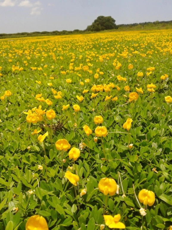 Perennial Peanut by Council Growers Sod Farm - Photo 5