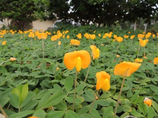 Perennial Peanut by Council Growers Sod Farm - Photo 6