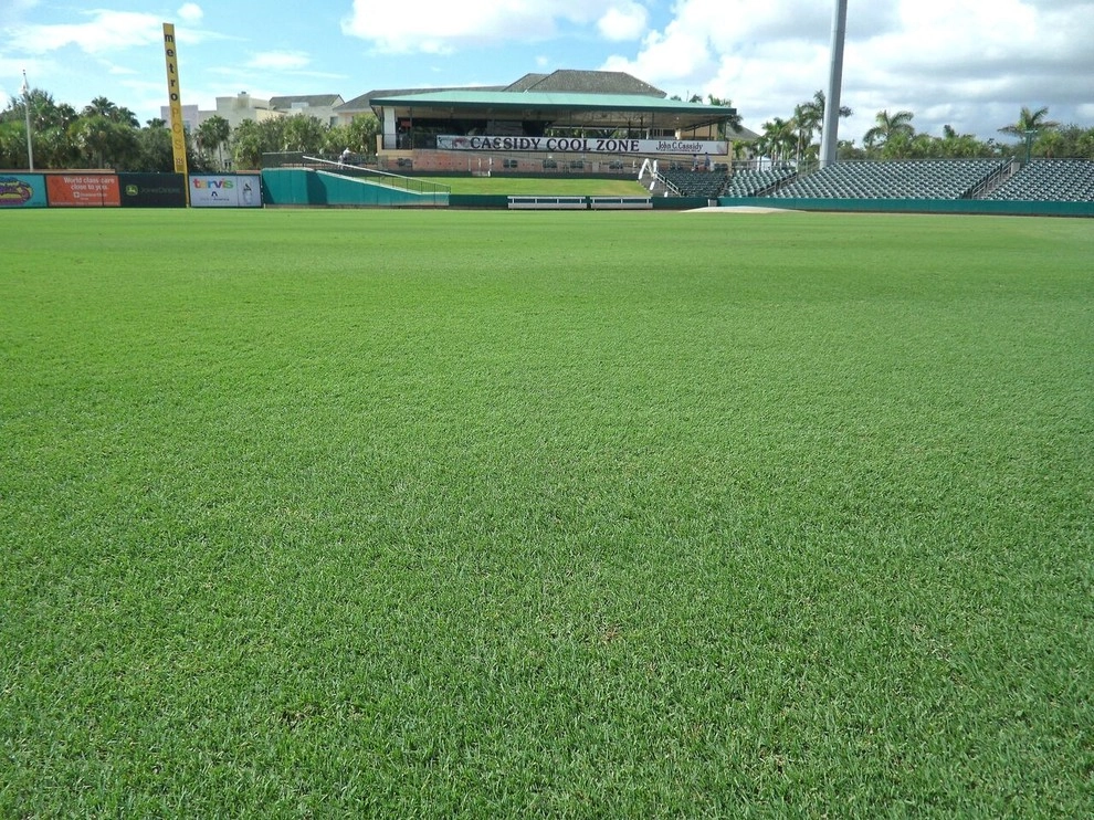 Celebration Bermudagrass by Council Growers Sod Farm - Photo 5