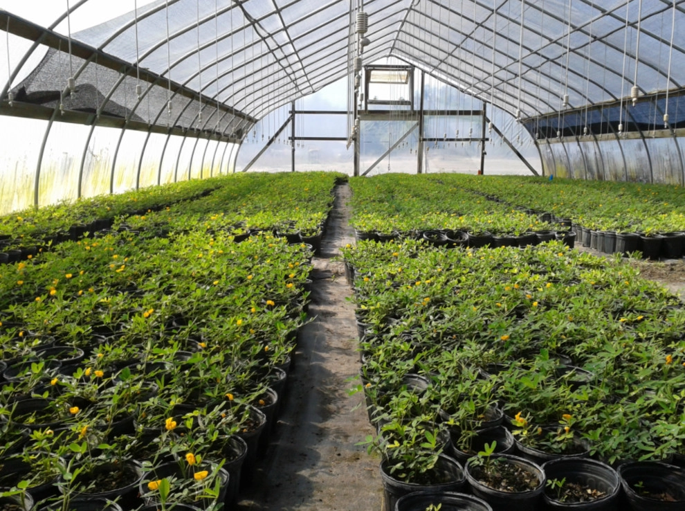 Perennial Peanut by Council Growers Sod Farm - Photo 7