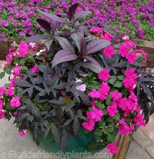 Color + Inspiration by Country Club Landscaping - Photo 38