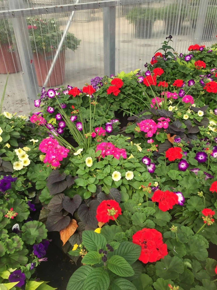 Color + Inspiration by Country Club Landscaping - Photo 14