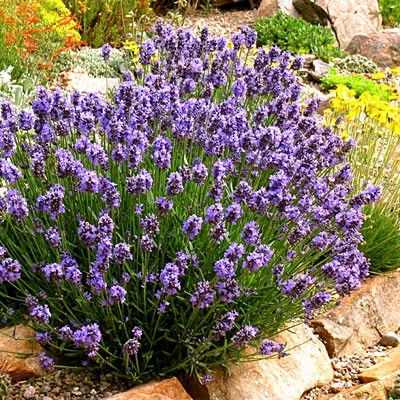 Color + Inspiration by Country Club Landscaping - Photo 9