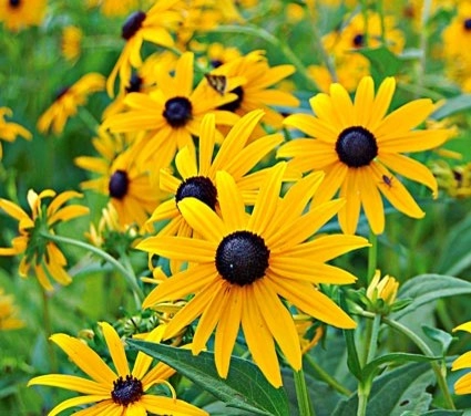 Color + Inspiration by Country Club Landscaping - Photo 29