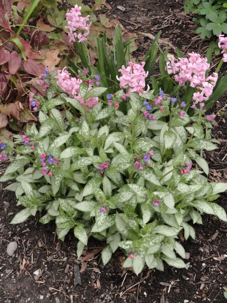 Color + Inspiration by Country Club Landscaping - Photo 17