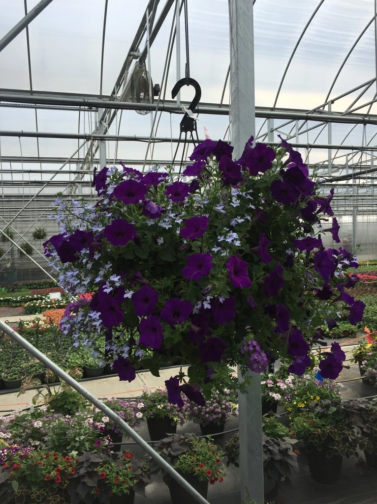 Color + Inspiration by Country Club Landscaping - Photo 2