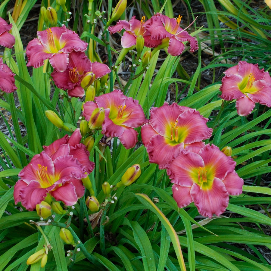 Color + Inspiration by Country Club Landscaping - Photo 43