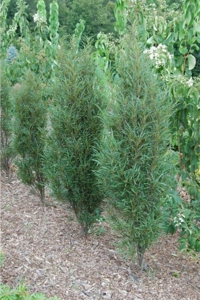 Color + Inspiration by Country Club Landscaping - Photo 10