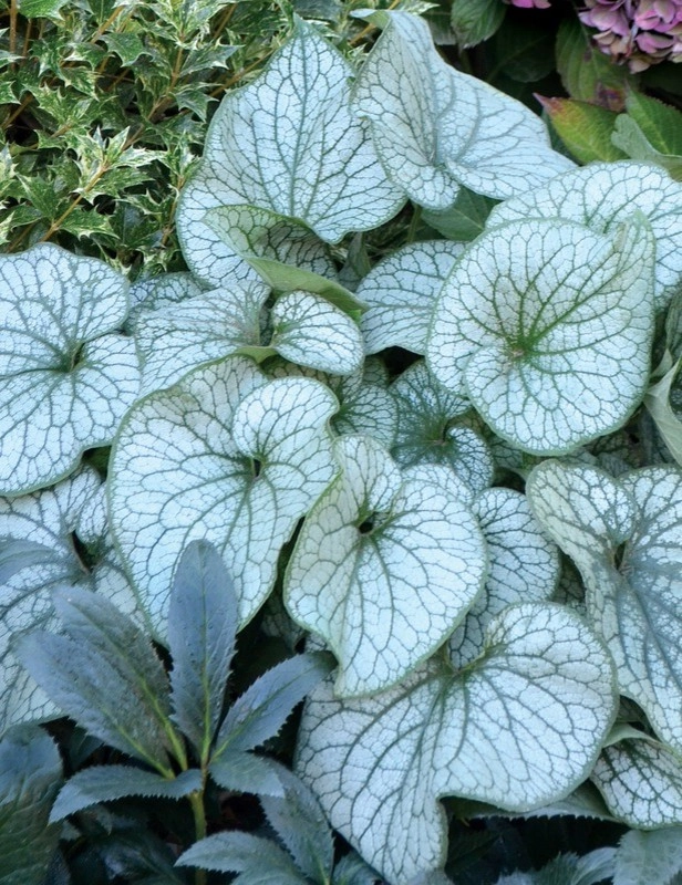 Color + Inspiration by Country Club Landscaping - Photo 33