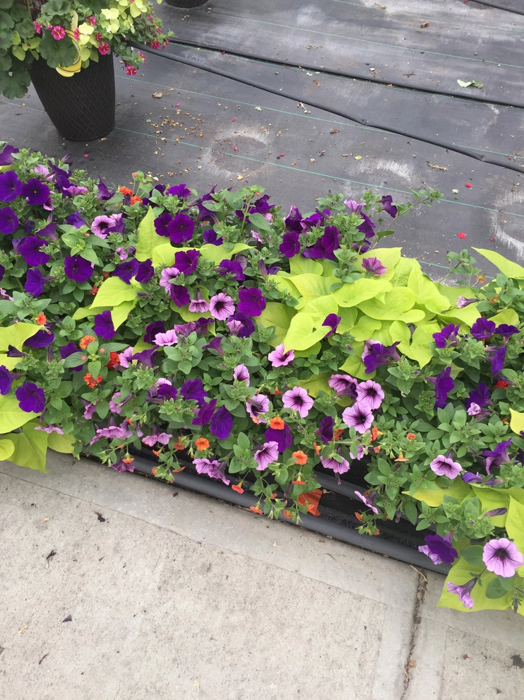 Color + Inspiration by Country Club Landscaping - Photo 32