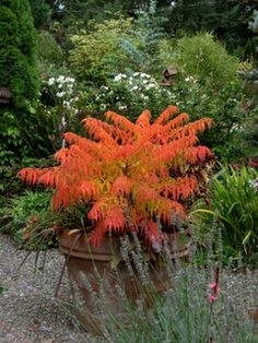 Color + Inspiration by Country Club Landscaping - Photo 6