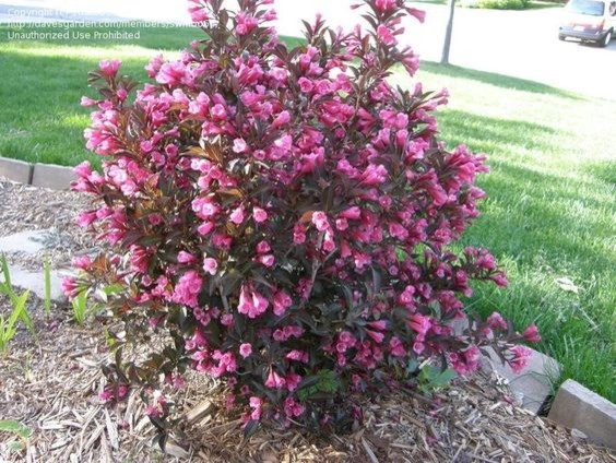 Color + Inspiration by Country Club Landscaping - Photo 24