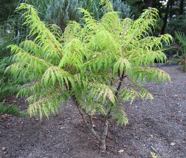 Color + Inspiration by Country Club Landscaping - Photo 12