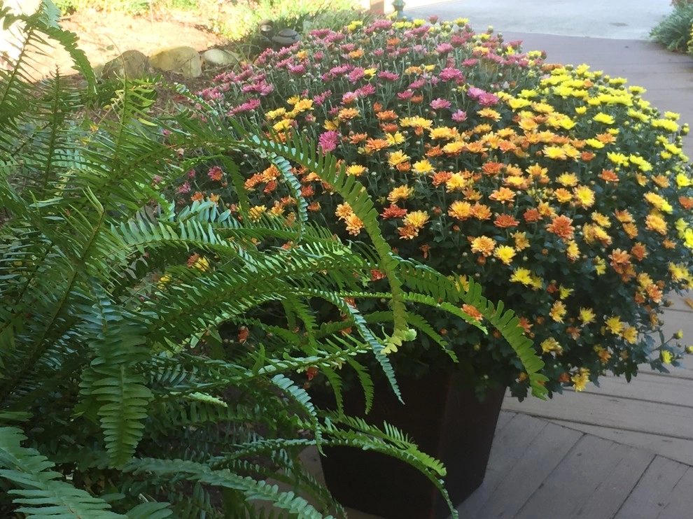 Color + Inspiration by Country Club Landscaping - Photo 15