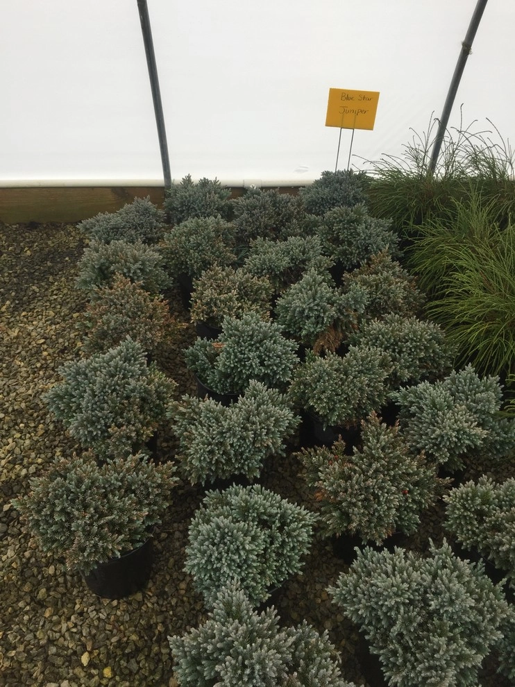 Color + Inspiration by Country Club Landscaping - Photo 37