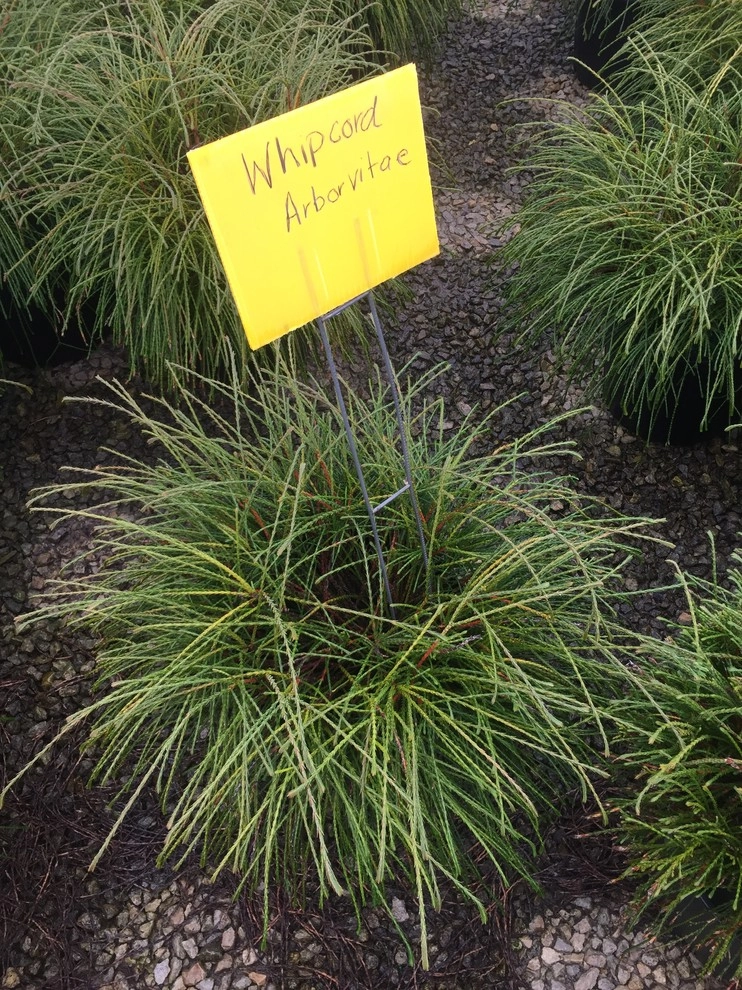 Color + Inspiration by Country Club Landscaping - Photo 7