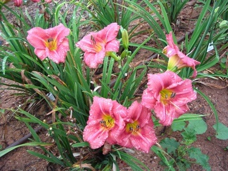 Color + Inspiration by Country Club Landscaping - Photo 31