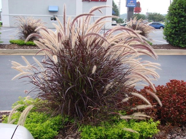 Color + Inspiration by Country Club Landscaping - Photo 8