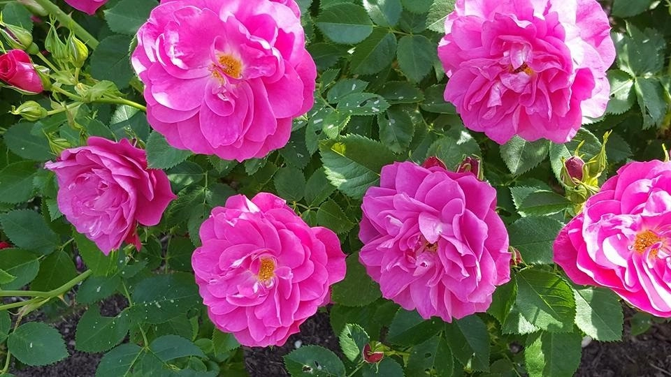 Color + Inspiration by Country Club Landscaping - Photo 53