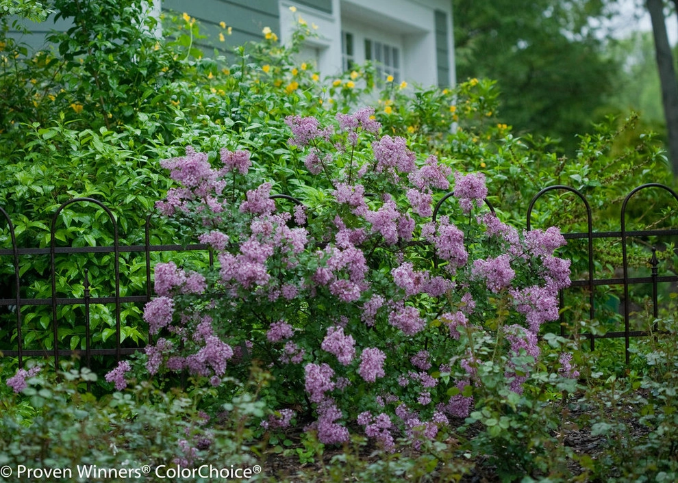 Color + Inspiration by Country Club Landscaping - Photo 22