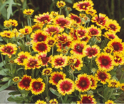 Color + Inspiration by Country Club Landscaping - Photo 11