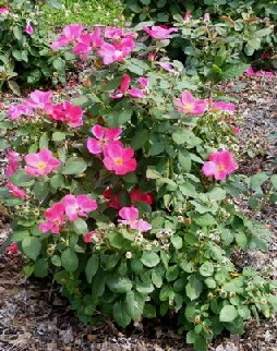 Color + Inspiration by Country Club Landscaping - Photo 13