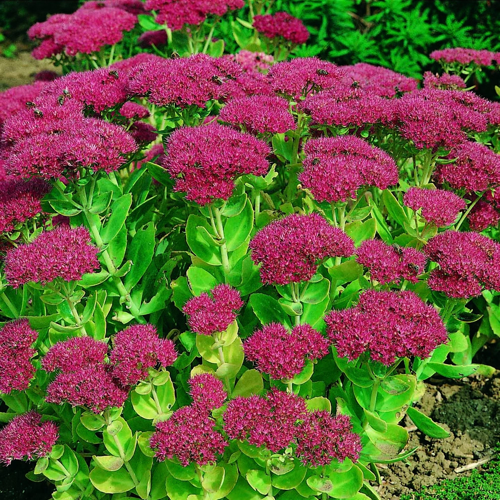 Country Club Landscaping - Photo 8