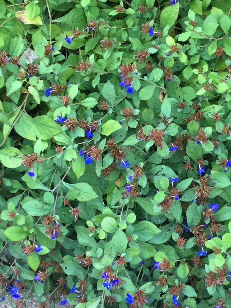 Color + Inspiration by Country Club Landscaping - Photo 50