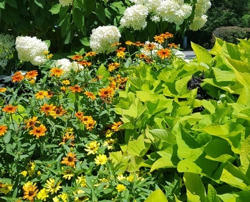 Country Club Landscaping - Photo 7
