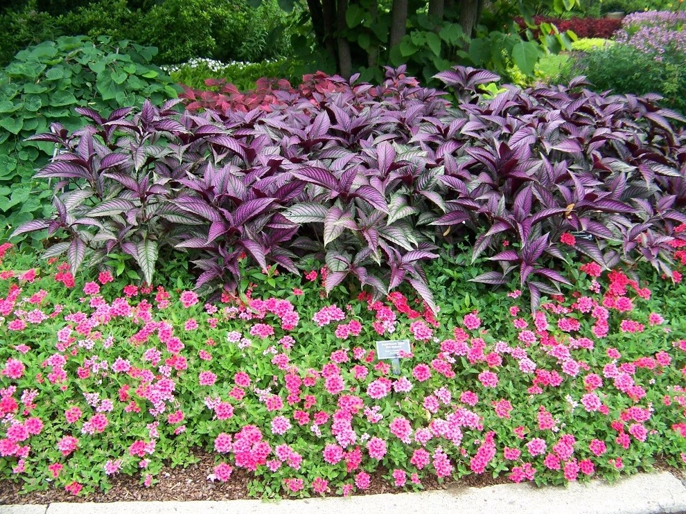 Color + Inspiration by Country Club Landscaping - Photo 49