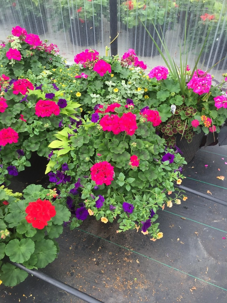 Color + Inspiration by Country Club Landscaping - Photo 47