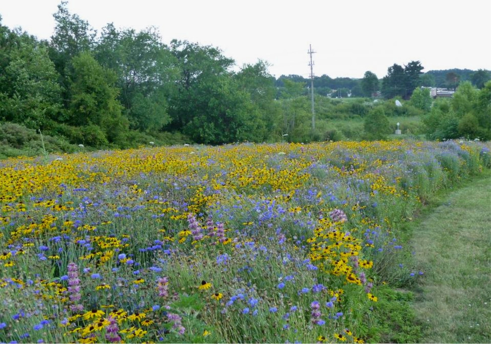 Compilation of Natural Native Plantings by Creating Sustainable Landscapes, LLC - Photo 16