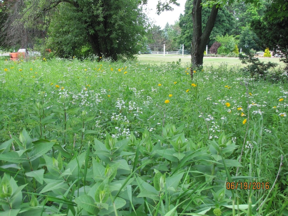 Compilation of Natural Native Plantings by Creating Sustainable Landscapes, LLC - Photo 6