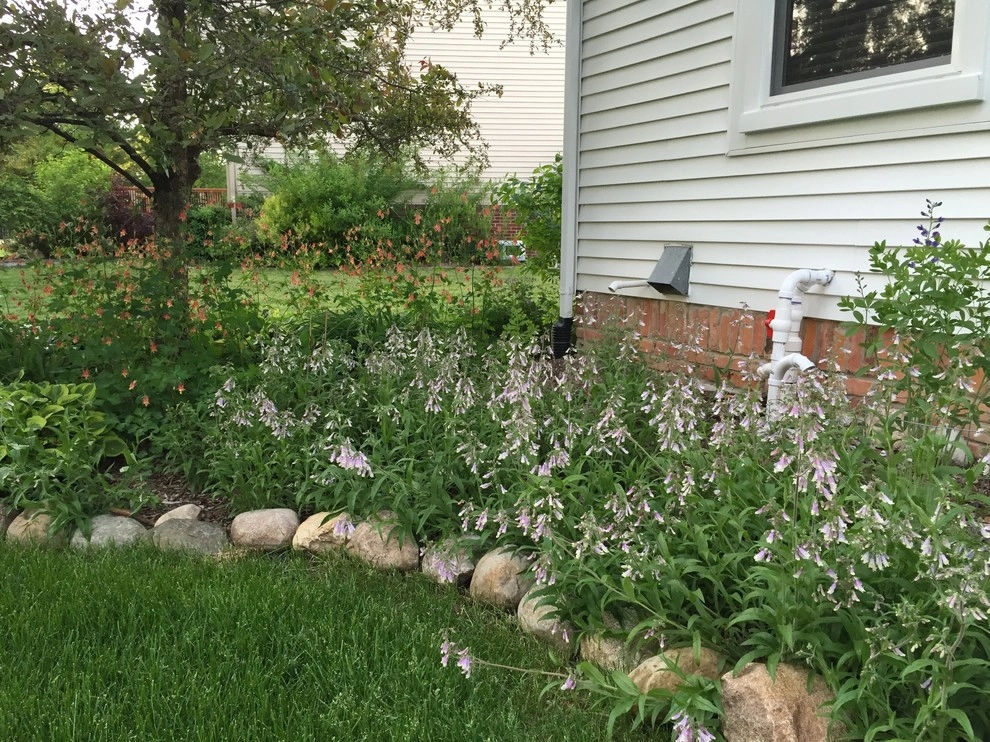 Compilation of Native Perennial Garden Projects by Creating Sustainable Landscapes, LLC - Photo 3