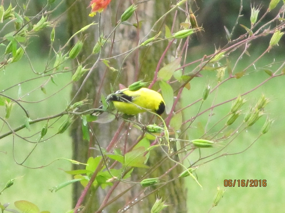Compilation of Wildlife by Creating Sustainable Landscapes, LLC - Photo 3