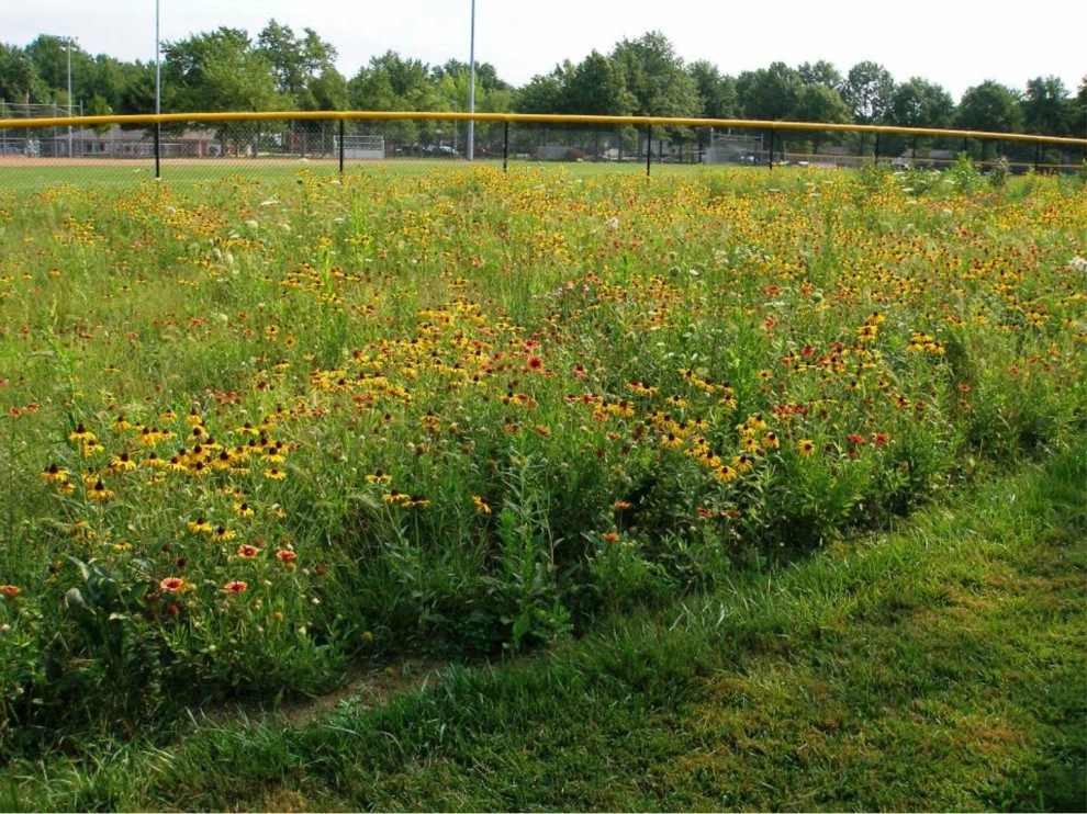 Compilation of Natural Native Plantings by Creating Sustainable Landscapes, LLC - Photo 15