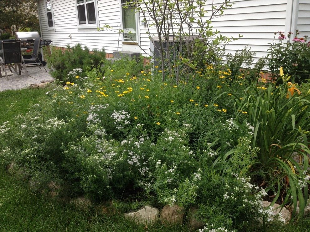 Compilation of Native Perennial Garden Projects by Creating Sustainable Landscapes, LLC - Photo 17