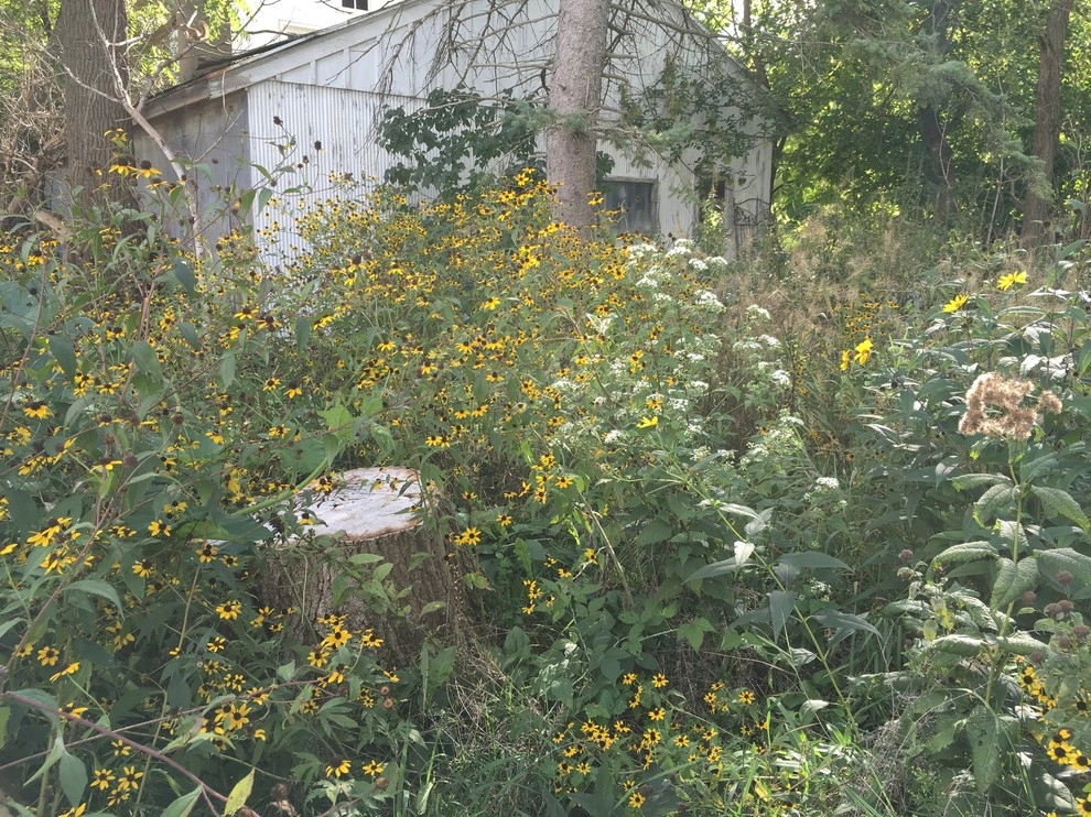 Compilation of Natural Native Plantings by Creating Sustainable Landscapes, LLC - Photo 18