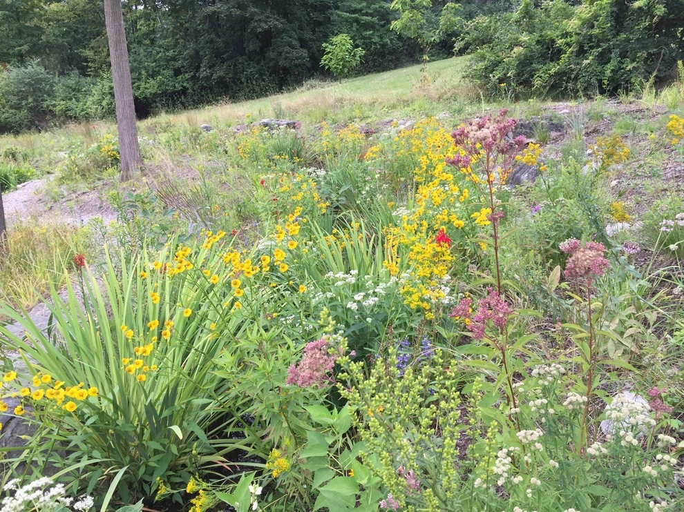 Compilation of Natural Native Plantings by Creating Sustainable Landscapes, LLC - Photo 2
