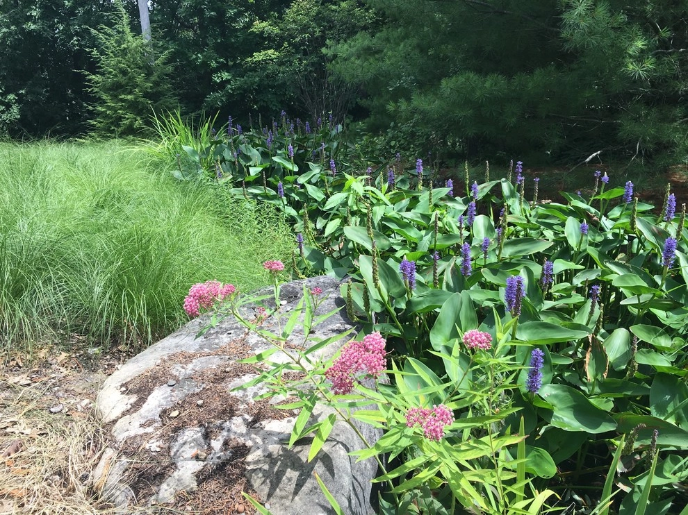 Compilation of Native Perennial Garden Projects by Creating Sustainable Landscapes, LLC - Photo 14