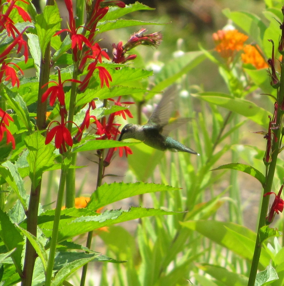 Compilation of Wildlife by Creating Sustainable Landscapes, LLC - Photo 6
