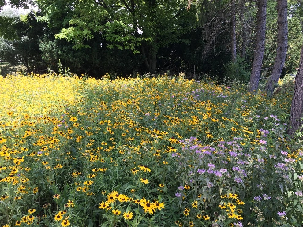 Compilation of Natural Native Plantings by Creating Sustainable Landscapes, LLC - Photo 13