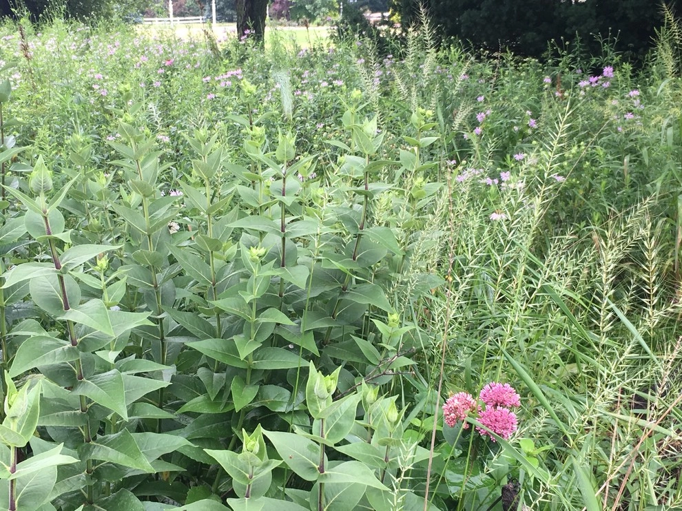 Creating Sustainable Landscapes, LLC - Photo 8