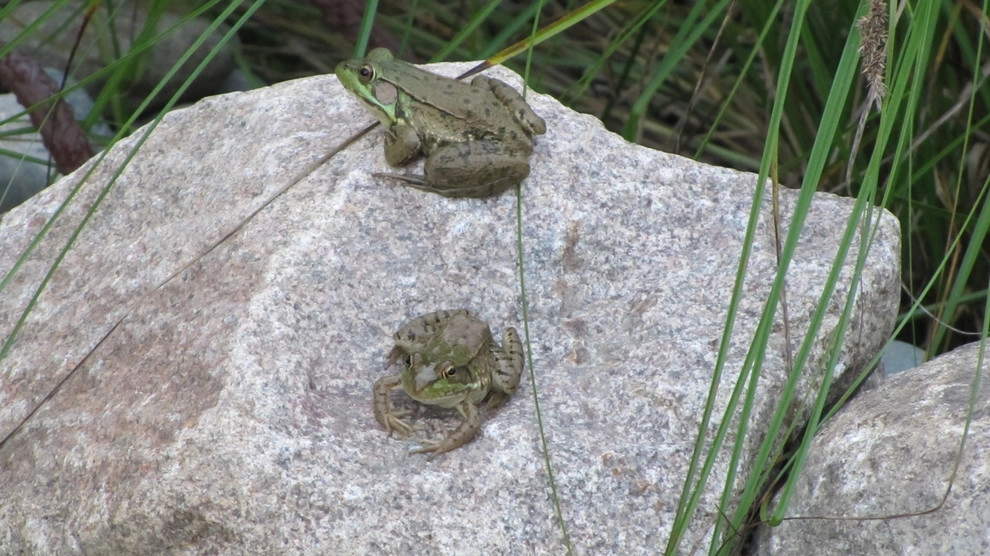 Compilation of Wildlife by Creating Sustainable Landscapes, LLC - Photo 4