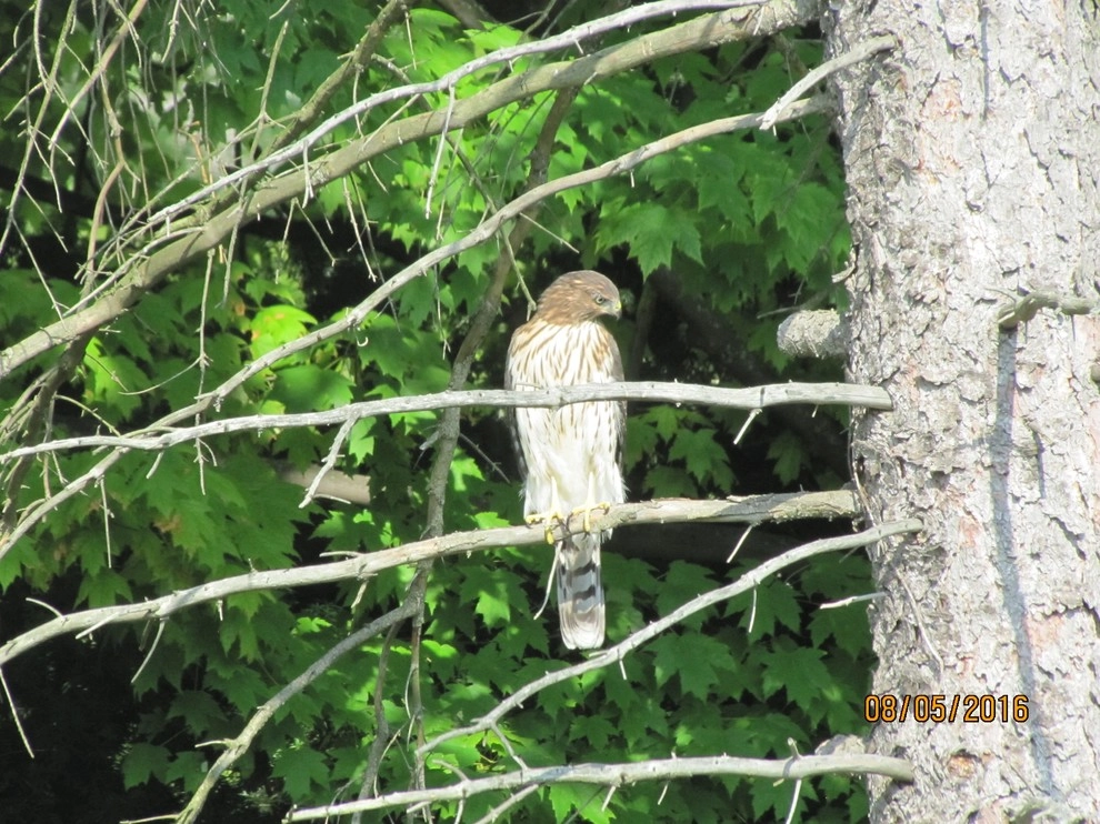 Compilation of Wildlife by Creating Sustainable Landscapes, LLC - Photo 2