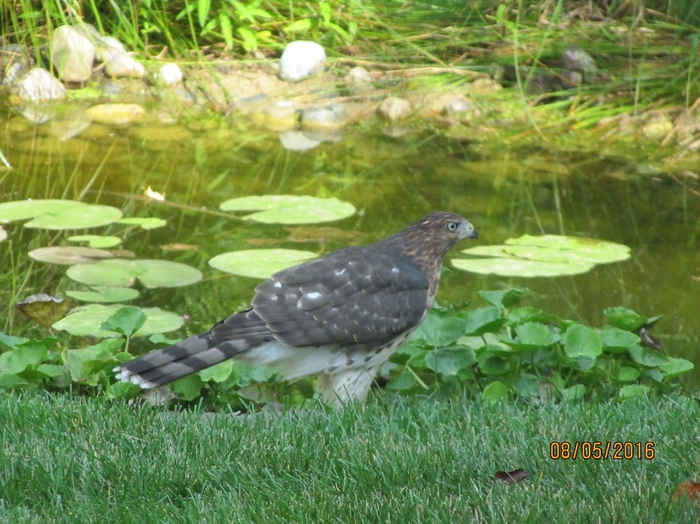 Compilation of Wildlife by Creating Sustainable Landscapes, LLC - Photo 7