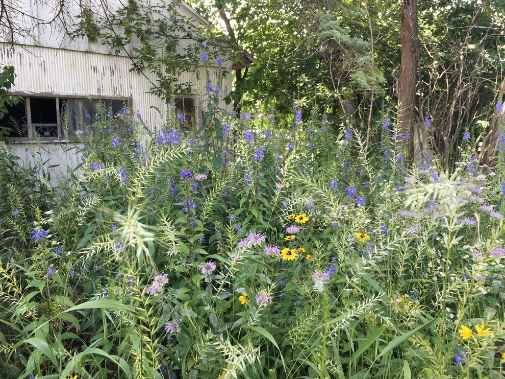 Compilation of Natural Native Plantings by Creating Sustainable Landscapes, LLC - Photo 4