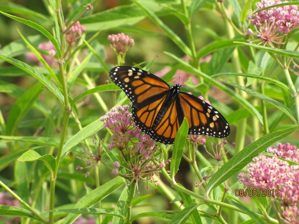 Compilation of Wildlife by Creating Sustainable Landscapes, LLC - Photo 5