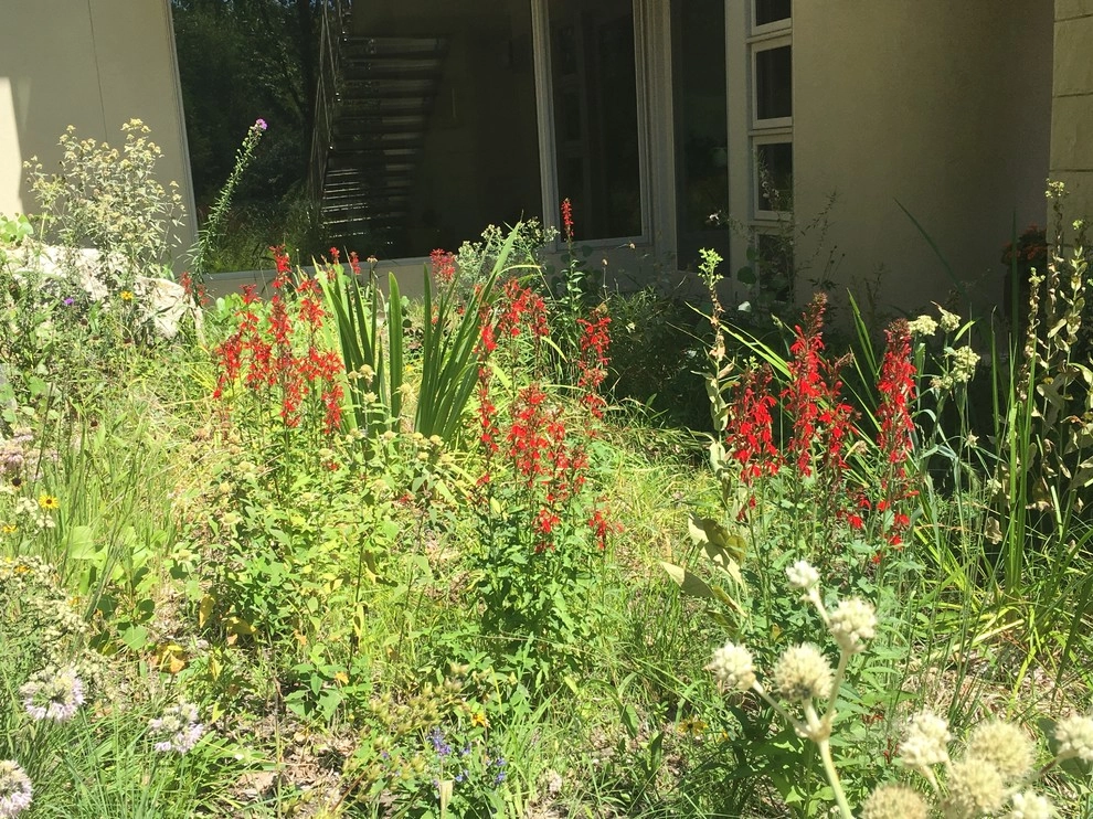Compilation of Natural Native Plantings by Creating Sustainable Landscapes, LLC - Photo 5